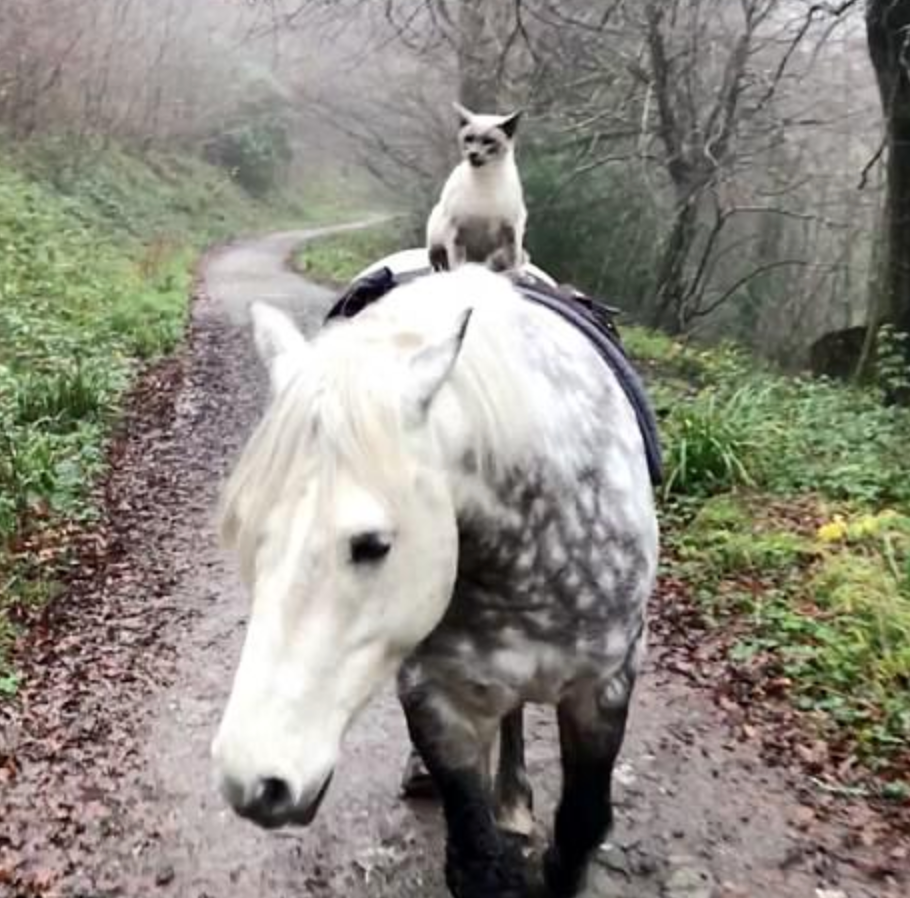 Uber Who? Equestrian Cat Hitches Rides on His Pony BFF โ Meowingtons