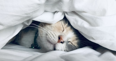 10 Cats Who Love Warmth More Than Anything