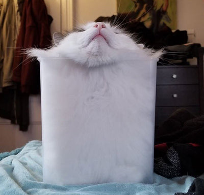 16 Photos That Prove Cats Can Sleep Anytime, Anywhere