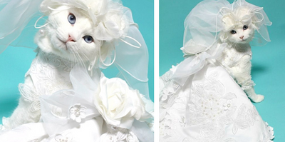 Little Boy Sends Out Adorable Invitations For a Surprise Cat Wedding
