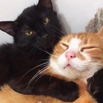 Rescued Feral Cats Are Raising Their Kittens Together