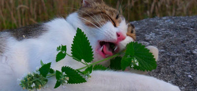 Here's Why Cats Go Crazy for Catnip