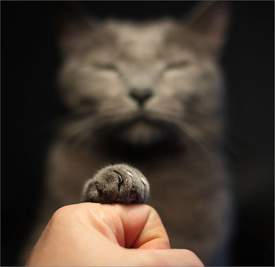 11 GIFS of Cats Being Bros