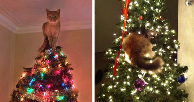 15 Cats Who DEFINITELY Don't Want To Destroy Your Tree! Of COURSE Not!