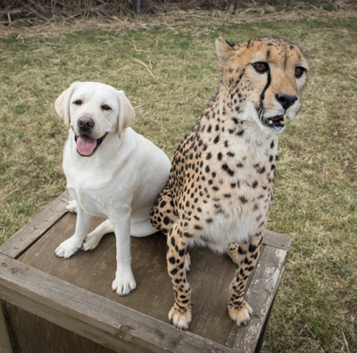 Cheetahs Are So Anxious They Need Their Own Support Dogs