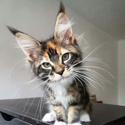 5 Fun Facts All About Fluffy, Tufted Kitty Ears