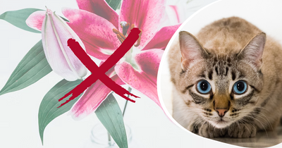 PSA: Easter Lilies Are Extremely Toxic To Cats