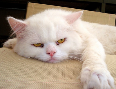 5 Signs Your Cat is Stressed Out