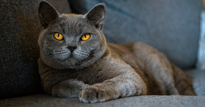 6 Purrfectly Posh Facts About British Shorthair Cats