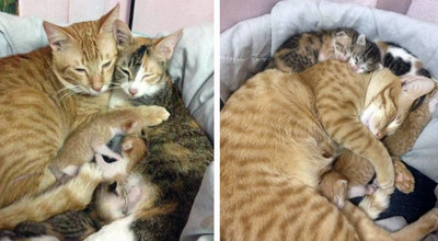 Supportive Cat Dad Won't Leave Mom's Side as their Kittens are Born