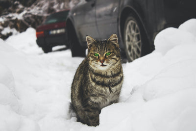 Tips On Building a Feral Cat Shelter This Winter