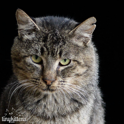 Watch What Happens When a Battle-Scarred Feral Cat Meets Tiny Kittens (Updates)