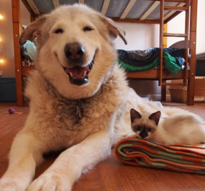 Dog Loses Cat Best Friend, But Gets Tiny Foster Kittens To Take Care Of