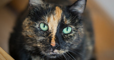 Meet Flossie: Crowned Oldest Living Cat at 27 Years Old