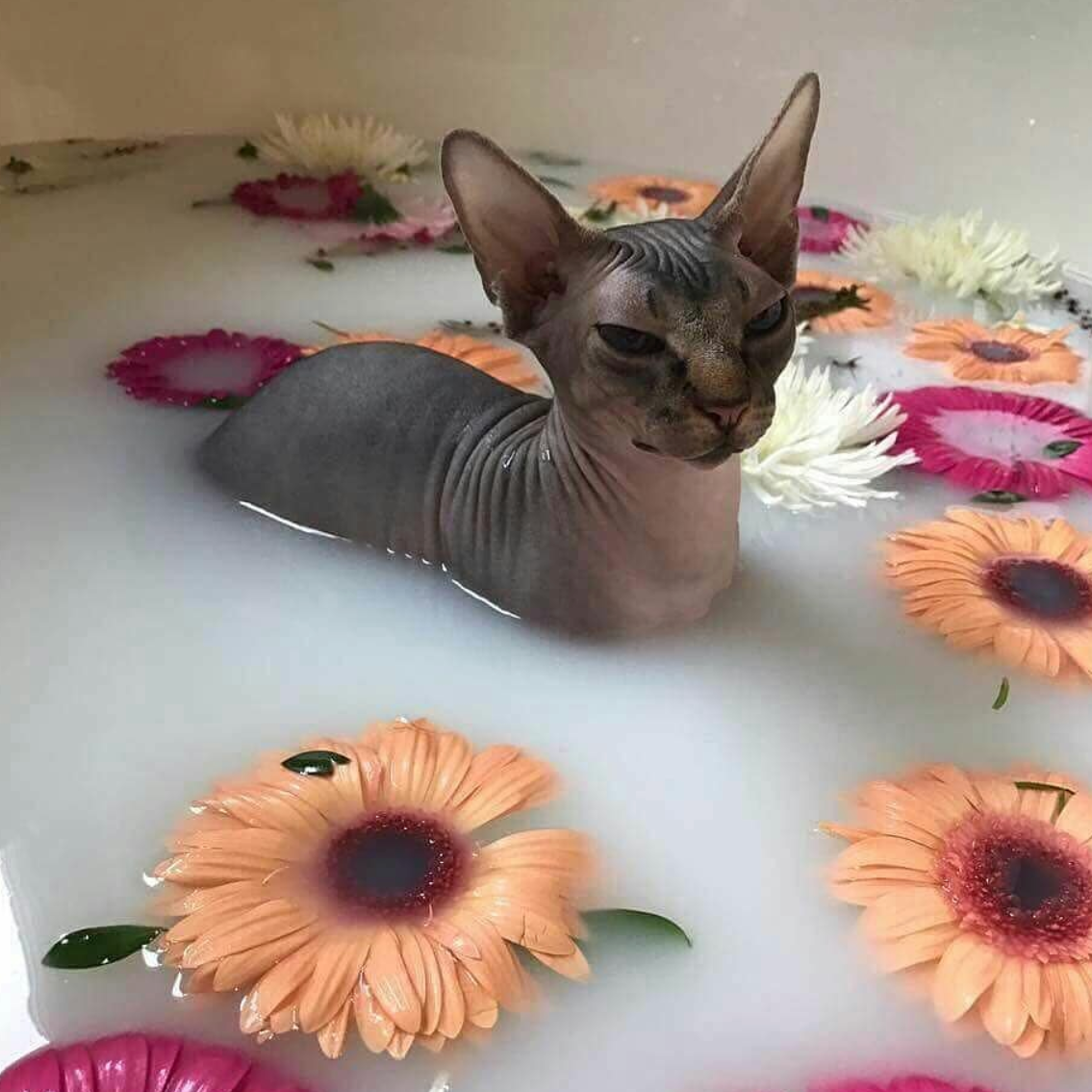 10 Weird Cats That Actually Love the Water Meowingtons