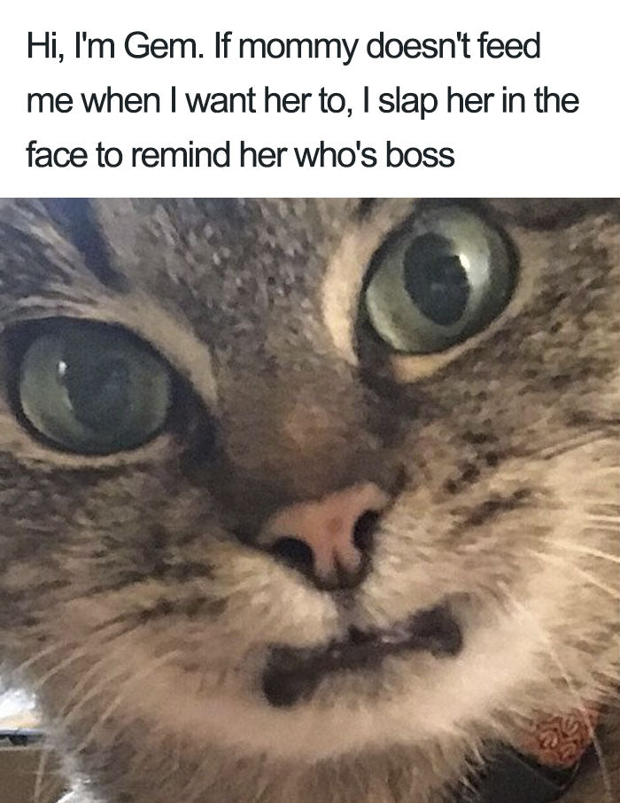 20 Rude AF Cats Being Shamed For Their Kitty Crimes – Meowingtons