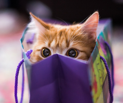 10 Purrfect 'Just Because' Gifts To Show You Care