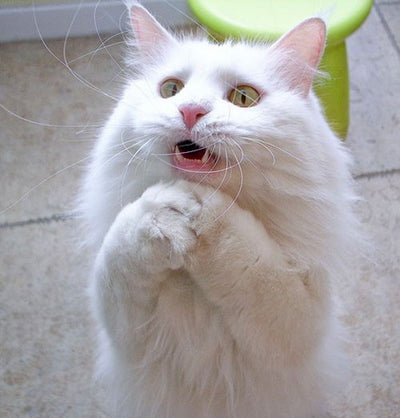 8 Ways To Spoil Your Cat Even More Than You Already Are
