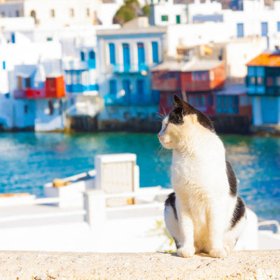 You Can Get Paid To Live on a Tiny Greek Island And Take Care of Cats