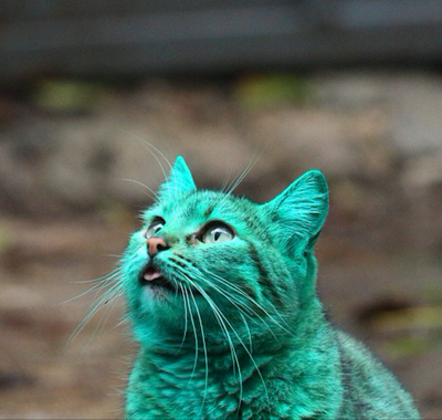 The Mystery Of Bulgaria's Green Cat