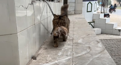 Heartwarming Tale of Compassion: Stray Cat Seeks Help at Animals Cottage Rescue Center in Pakistan