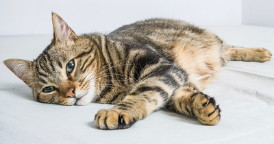 So, How DO Tabby Cats Get Their Stripes?