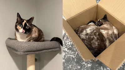 Galena's Adventure: Cat Sneaks Into Amazon Package, Shipped Over 600 Miles Away