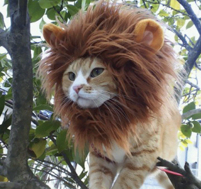 Fearless House Cat Stares Down Lion