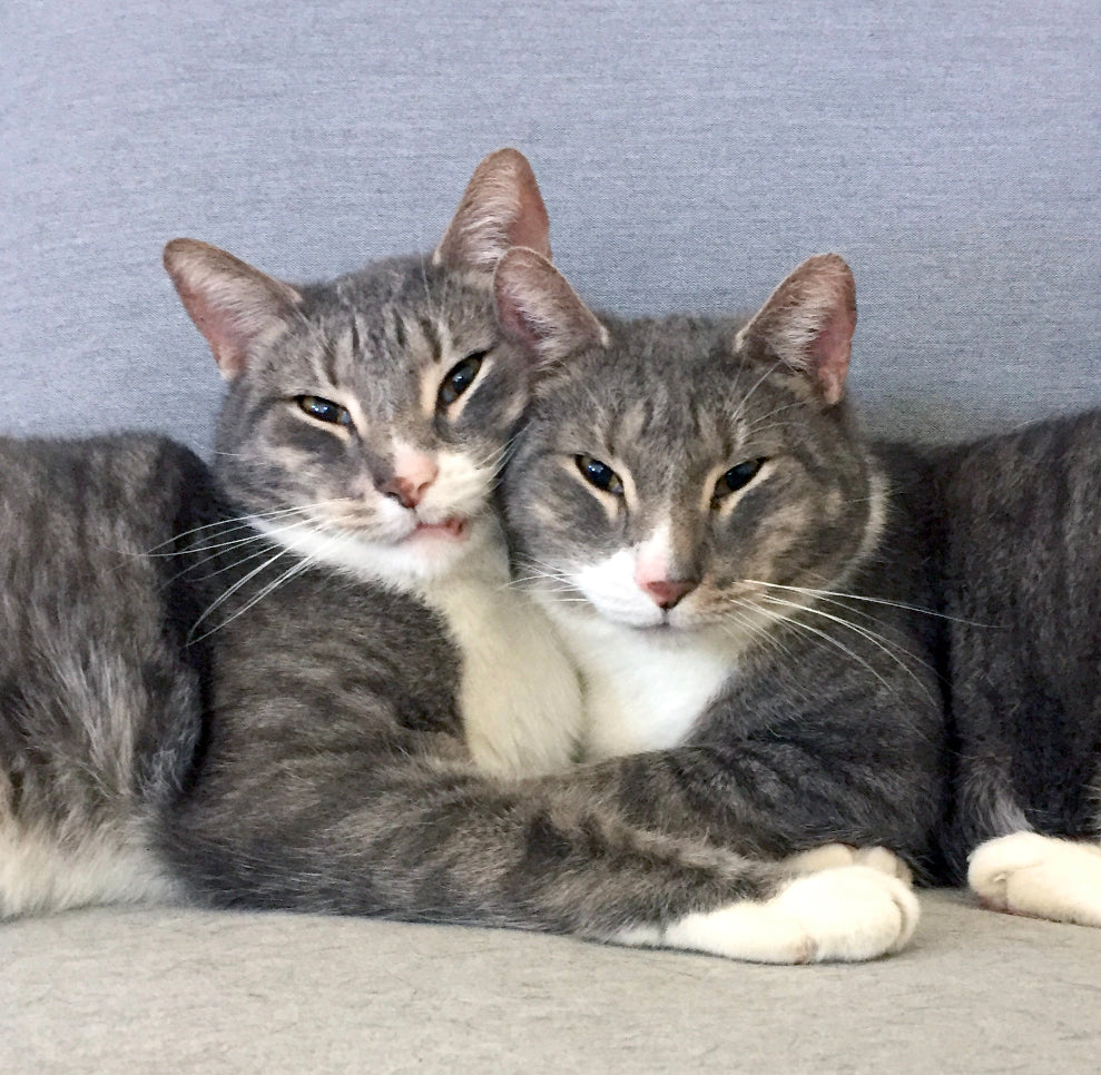 Ooglecat Rescue 21 Cats Rescued From House Fire are Now in Need of Adoption – Meowingtons