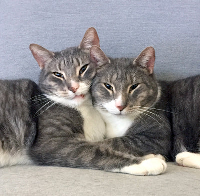 21 Cats Rescued From House Fire are Now in Need of Adoption