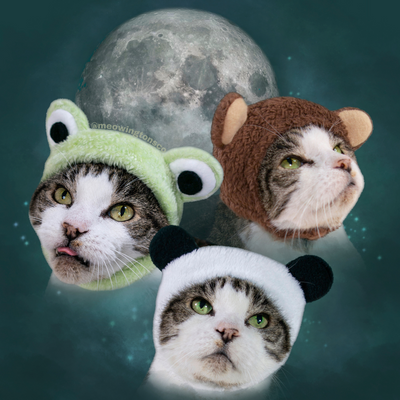 How To Train Your Cat To Actually LIKE Halloween Costumes