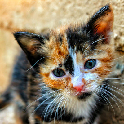 What To Do If You Find an Abandoned Kitten