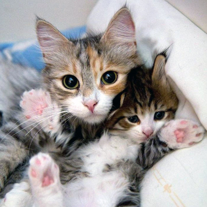 Cat Moms Cuddling Their Adorable Mini-Me Kittens – Meowingtons