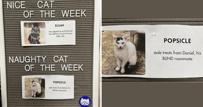 This Cat Rescue Has the Cutest Naughty and Nice Cats of the Week
