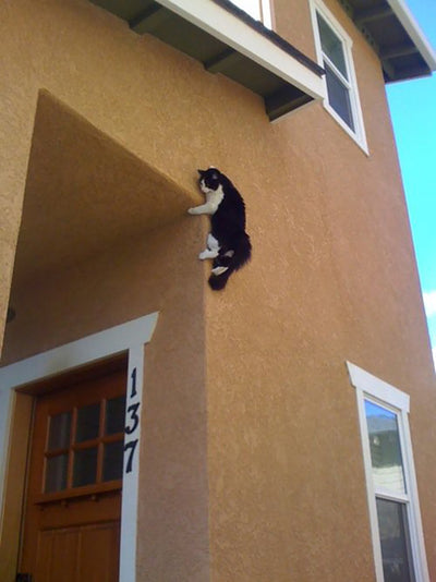Are Cats Actually The World's Greatest Spies?