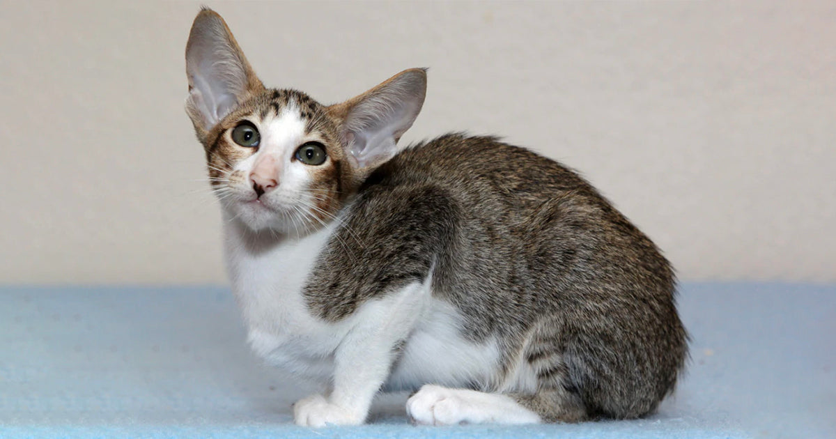 Oriental Shorthair Kittens For Sale