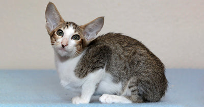 All About Oriental Shorthair Cats!