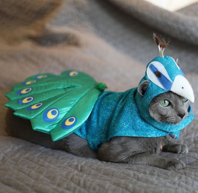 Cats in Costumes. Cute or Cruel?