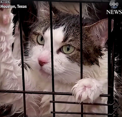 Hurricane Harvey Leaves Hundreds of Pets Stranded