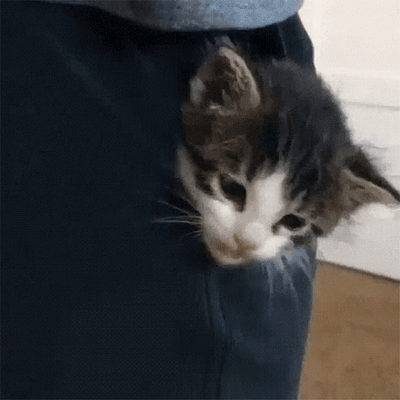 15 Photos Of Tiny Pocket Kittens (In Case of Emergency)