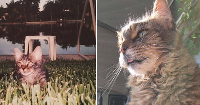How I Learned About The Rainbow Bridge