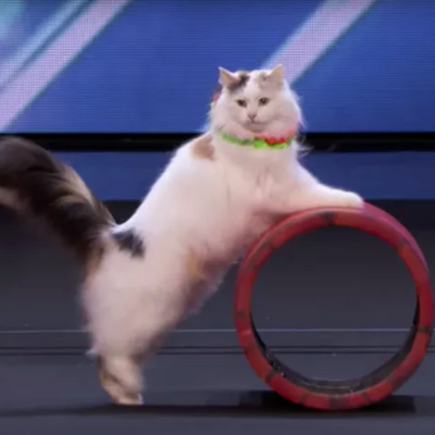 Watch These Talented Acrobatic Cats Perform Live on ‘America’s Got Talent’