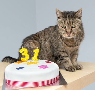 10 Ways to Spoil Your Senior Cat