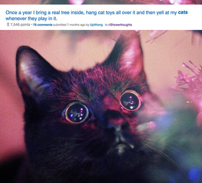13 Shower Thoughts About Cats That Will Expand Your Mind