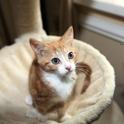 Meet Henrietta, the Six-Legged Kitten Looking For a Forever Home