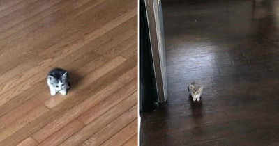 15 Cats That Are So "Smol" It Should Be Against The Law