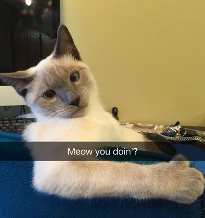 20 Cat Snaps That Will Make You Want a Cat Right Meow