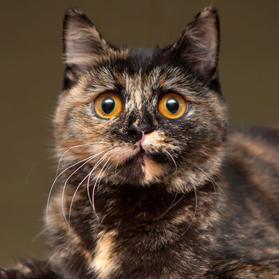 "Tortitude" Is Real, And Other Fun Facts About Tortoiseshell Cats