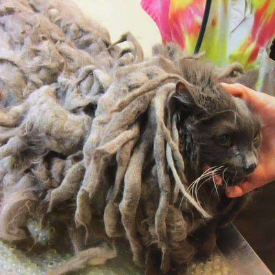 Cat With 5 Pounds of Matted Fur Dumped at Shelter Overnight