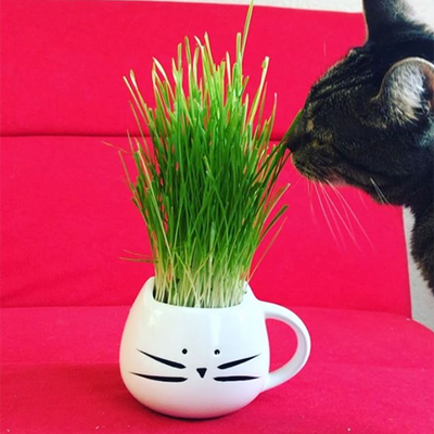 7 Ways to Give Thanks To Your Cat This Thanksgiving